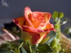Rosa Rosa