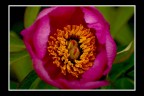 fiore... fiore...