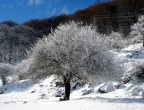 albero galavernoso albero galavernoso