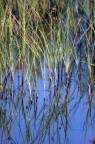 Simmetrie nel padule Simmetrie nel padule
