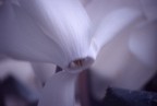 ciclamino ciclamino