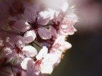 fiori di pesco fiori di pesco