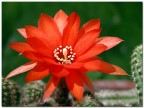 Fiore rosso! Fiore rosso!