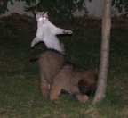 il fantasma formaggino il fantasma formaggino
