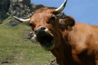 mucca arrabbiata mucca arrabbiata