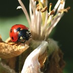 coccinella