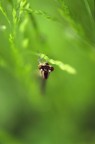 Libellula #1 Libellula #1