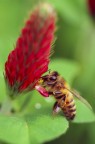 Fotografare questa ape durante il suo spuntino mi ha dato del filo da torcere, stavo accucciato in questo prato di trifoglia e seguirla fino al momento opportuno...ma alla fine ne sono rimasto soddisfatto....