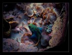 Underwater colours Underwater colours