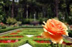 rosa rosa