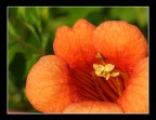 orange orange