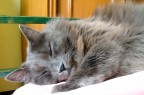 Ho un pò sonno... Ho un pò sonno...