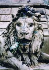 Leone ubriaco Leone ubriaco