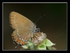 Ancoraggio (Satyrium ilicis) Ancoraggio (Satyrium ilicis)