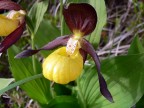 Scarpetta della Madonna Scarpetta della Madonna