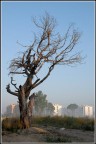 L'albero L'albero