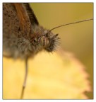 Close butterfly macro Close butterfly macro
