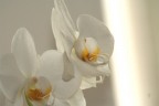 white white
