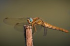Fotografata col Sigma 70-300 APO II Macro. Ho pochissima esperienza di composizione nelle foto macro, per cui sono a chiedere vostri consigli per migliorare i futuri scatti. GRAZIE MILLE !!!