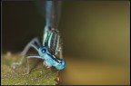 Libellula Libellula