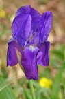 Iris germanica
