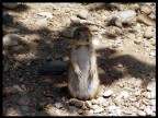 Marmotta Marmotta