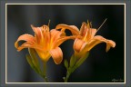 Lilium con cimice.
