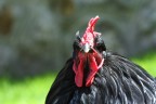rosso nero rosso nero