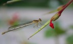 Libellula Libellula