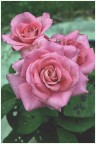 rose rosse rose rosse