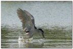 Nitticora - Al Volo Nitticora - Al Volo