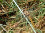 Inseguendo una libellula in un prato..... Inseguendo una libellula in un prato.....