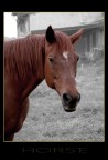 Horse Horse