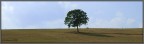 albero solitario albero solitario