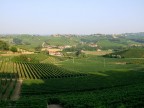 Terre di vini. Terre di vini.