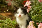 Il gattino Il gattino