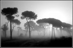 Mattino Mattino