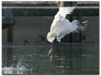 Garzetta a Pesca Garzetta a Pesca