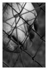 Caged Caged