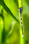 Familiar Bluet Damselflies Familiar Bluet Damselflies