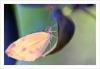 Lycaena phlaeas Lycaena phlaeas