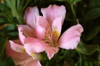 Fiore Fiore