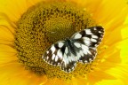 galatea nel girasole galatea nel girasole