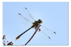 Libellula su un ramo Libellula su un ramo