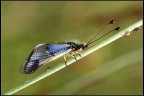 Libelloides coccaius Libelloides coccaius