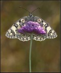 Melanargia