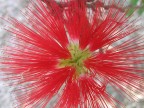 che fiore �?