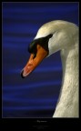 SWAN SWAN