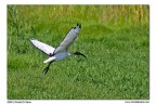 Ibis Sacro (in volo) Ibis Sacro (in volo)