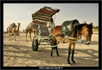 Il calesse del deserto Il calesse del deserto